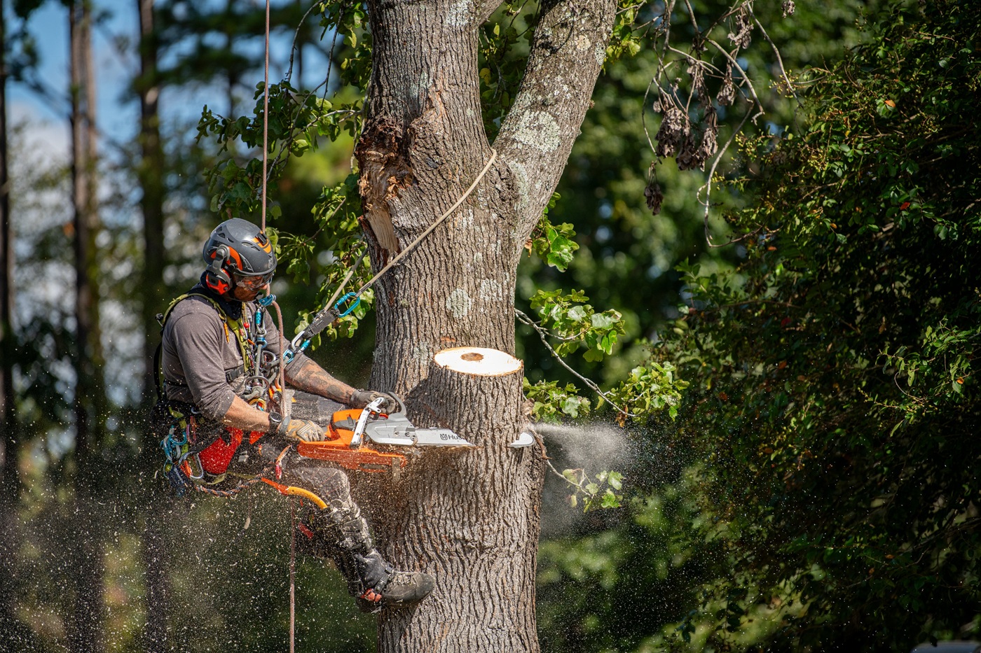 arborists ar 564XPG Mežstrādnieks, arborists ar motorzāģi